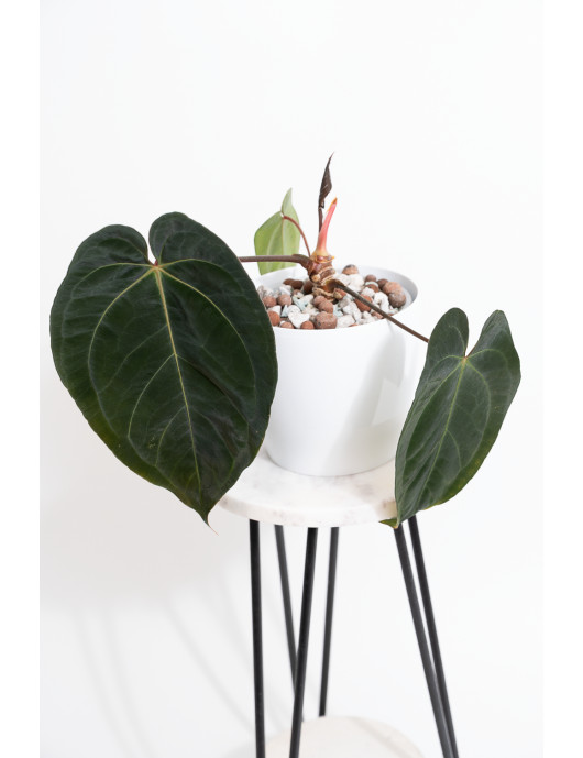 Anthurium besseae aff x papillilaminum