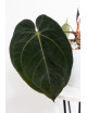 Anthurium besseae aff x papillilaminum
