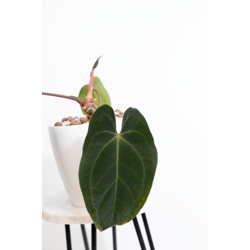 Anthurium besseae aff x papillilaminum
