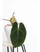 Anthurium besseae aff x papillilaminum