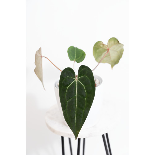 Anthurium magnificum DF x...