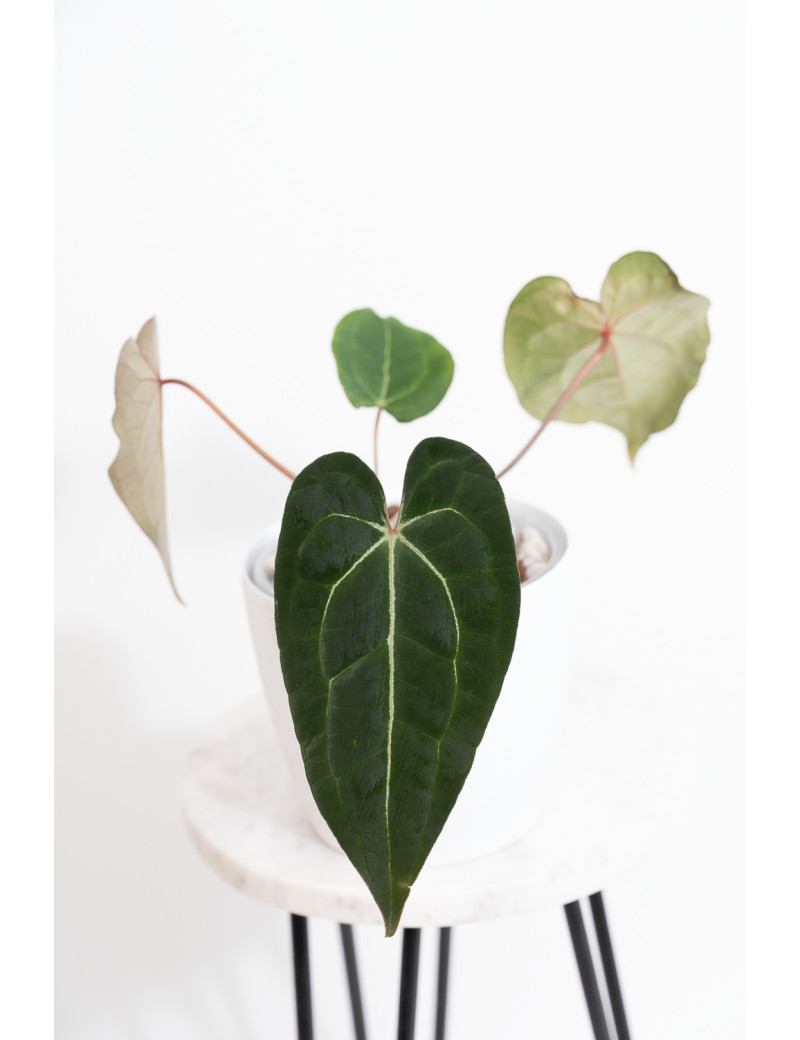 Anthurium magnificum DF x forgetii