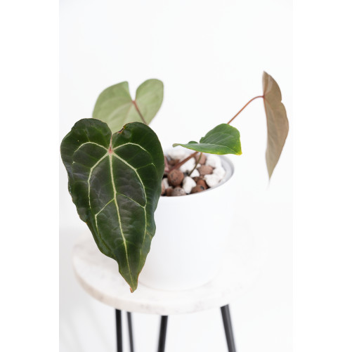 Anthurium magnificum DF x forgetii