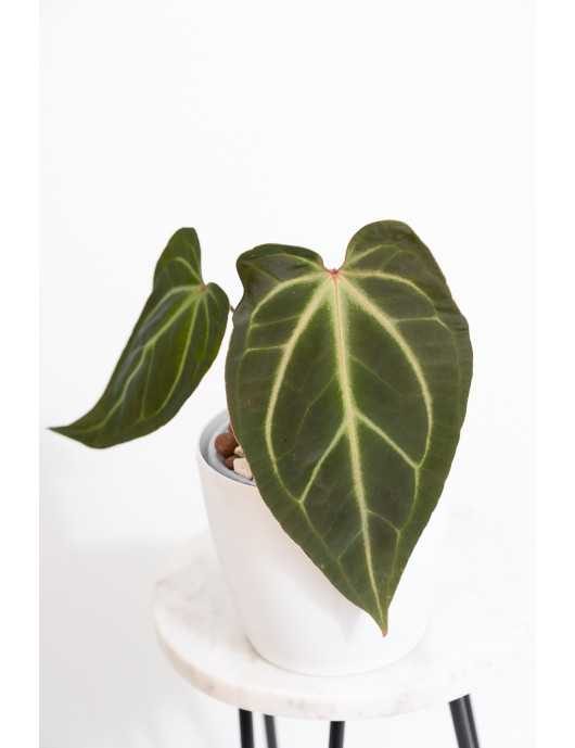 Anthurium besseae aff x...