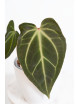 Anthurium besseae aff x magnificum