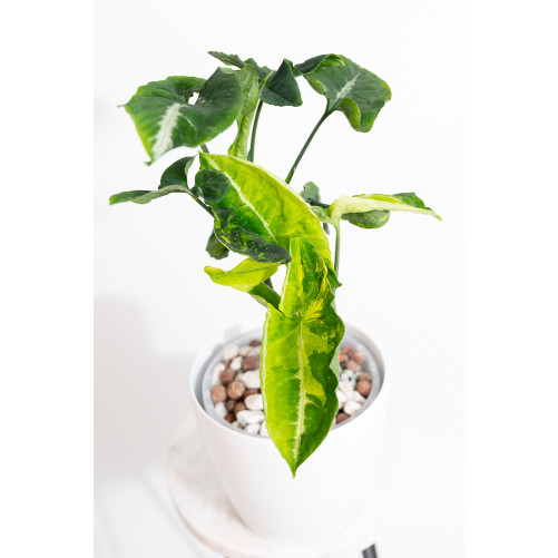 Syngonium scrambled eggs