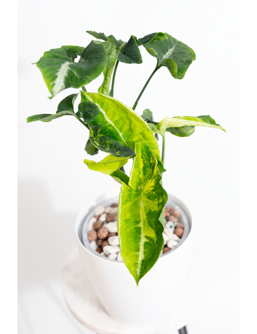 Syngonium scrambled eggs