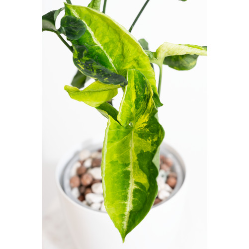 Syngonium scrambled eggs