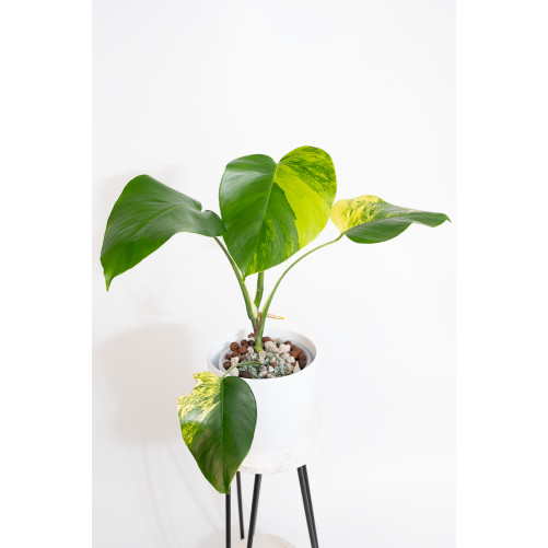 Monstera marmorata aurea