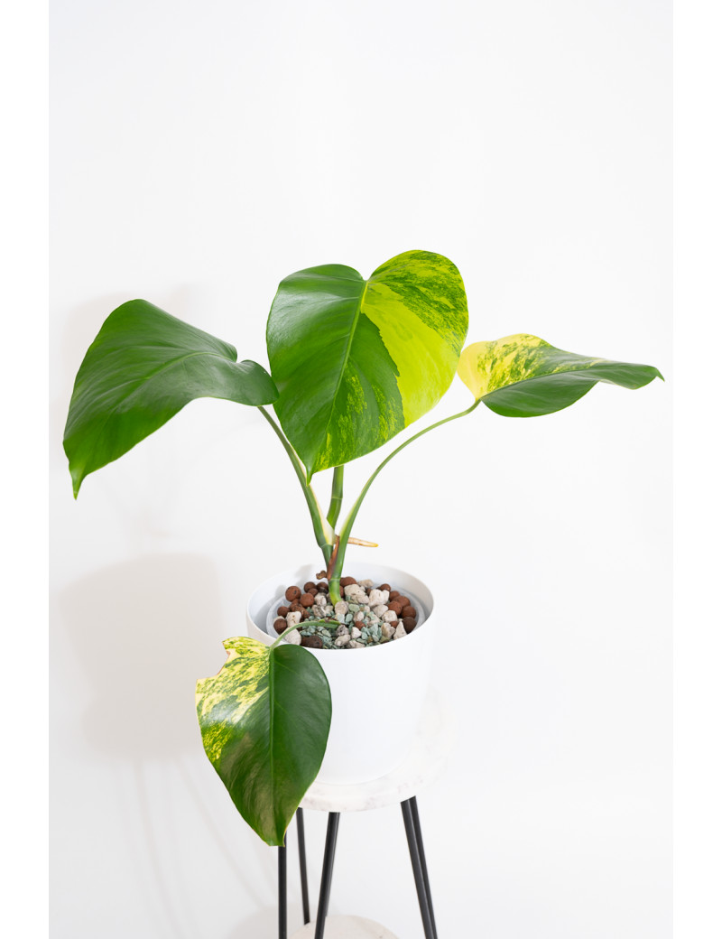 Monstera marmorata aurea
