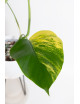 Monstera marmorata aurea