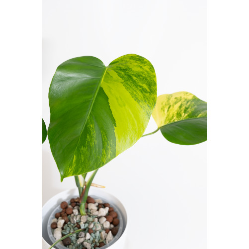 Monstera marmorata aurea