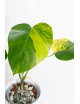 Monstera marmorata aurea