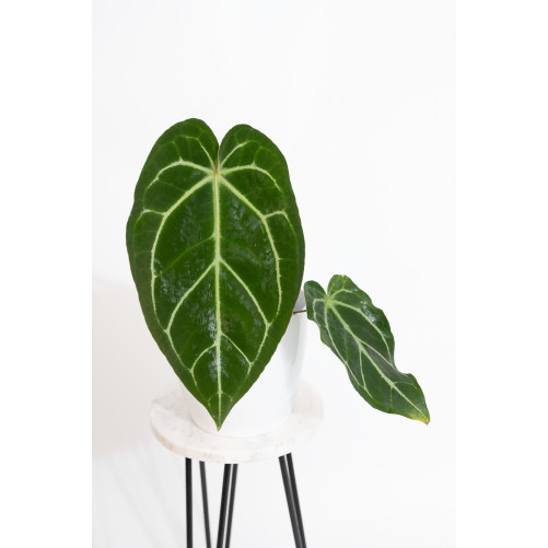 Anthurium crystallinum x