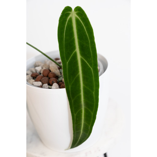 Anthurium warocqueanum