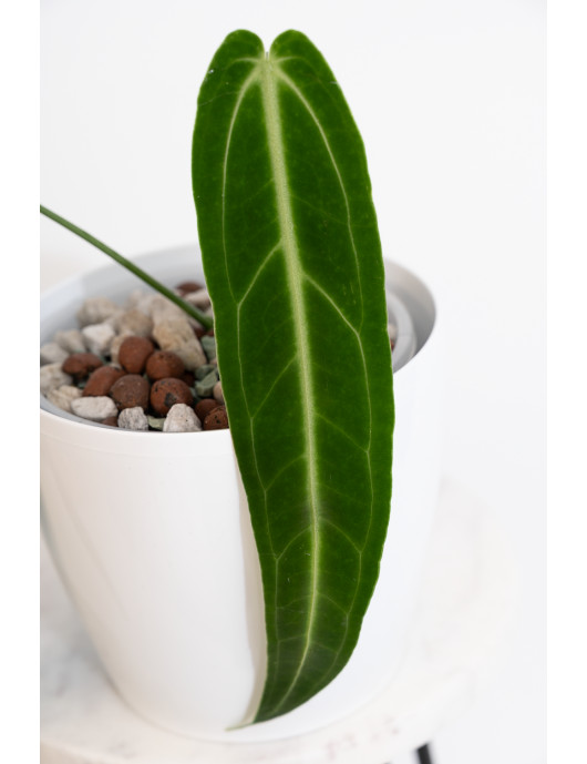 Anthurium warocqueanum