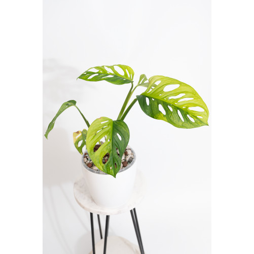 Monstera adansonii aurea