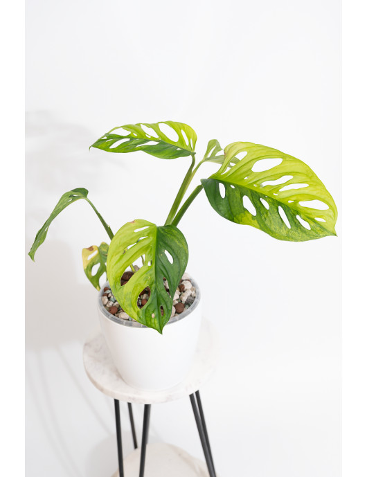 Monstera adansonii aurea