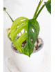 Monstera adansonii aurea