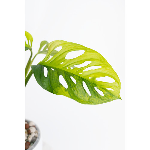 Monstera adansonii aurea