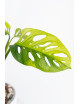 Monstera adansonii aurea