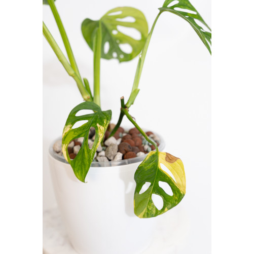 Monstera adansonii aurea