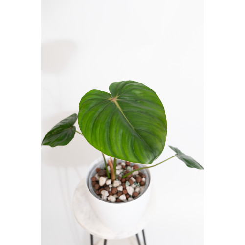 Philodendron pastazanum red...