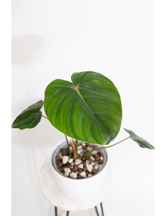 Philodendron pastazanum red point