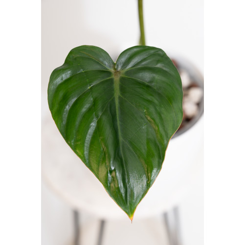 Philodendron pastazanum red point