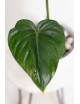 Philodendron pastazanum red point