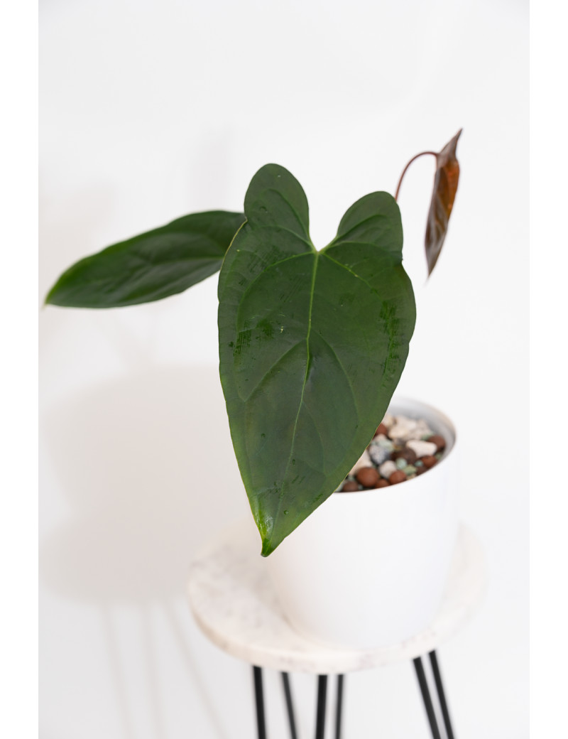 Anthurium crystallinum x nigrolaminum 'Gigi'