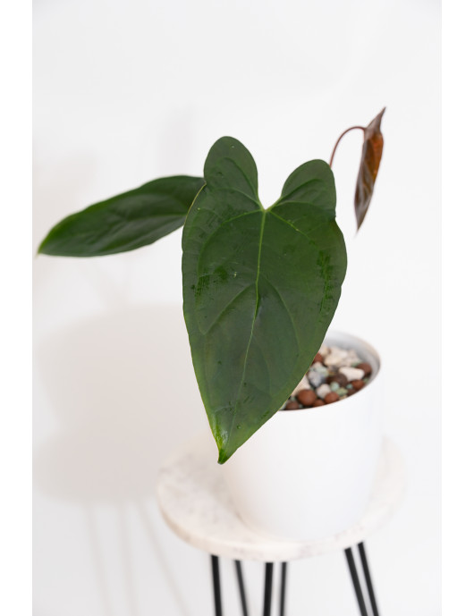 Anthurium crystallinum x...