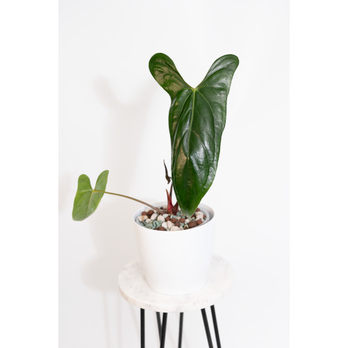 Anthurium nigrolaminum "Gigi'