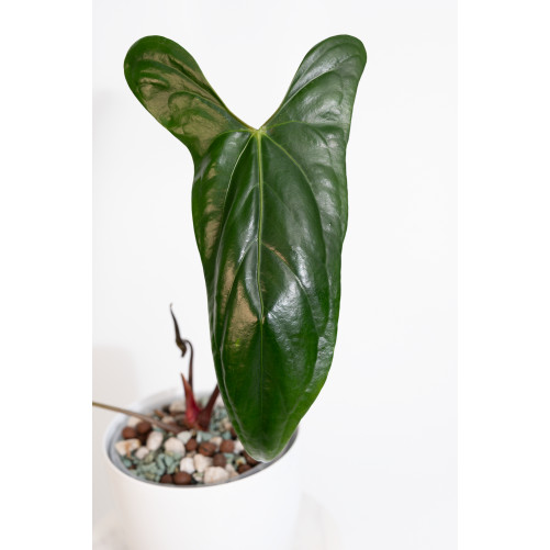 Anthurium nigrolaminum "Gigi'