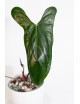 Anthurium nigrolaminum "Gigi'
