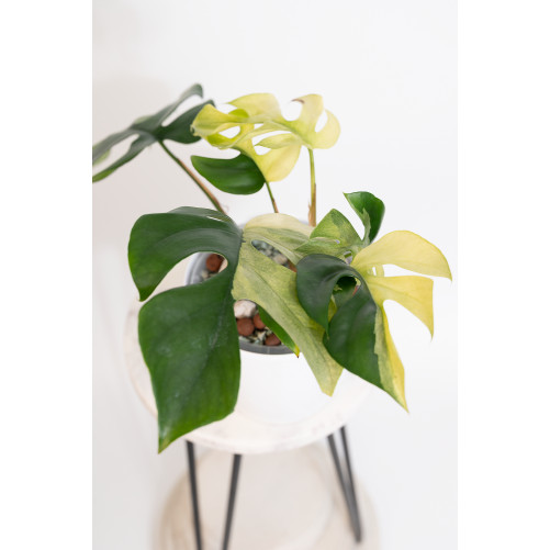 Rhaphidophora tetrasperma...