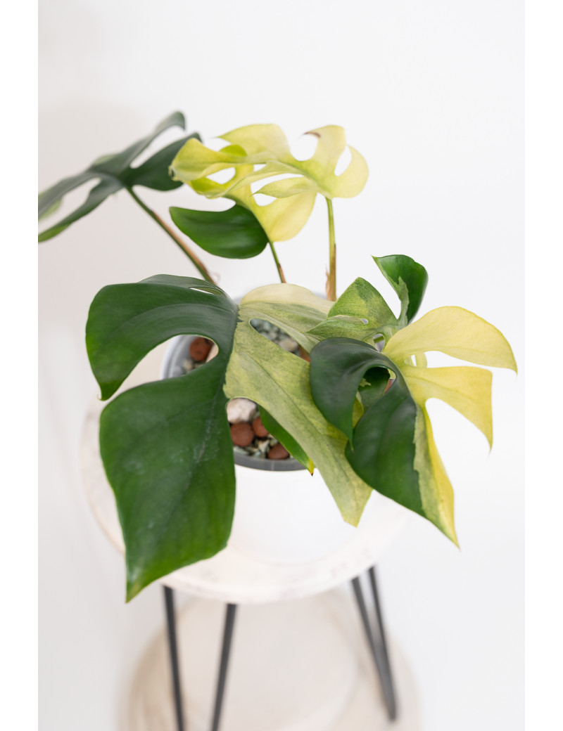 Rhaphidophora tetrasperma variegata