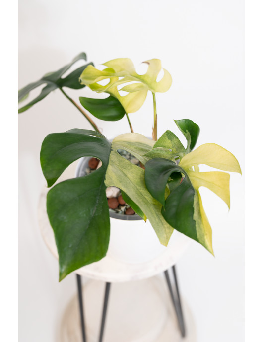 Rhaphidophora tetrasperma variegata