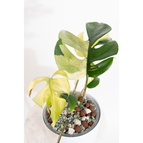 Rhaphidophora tetrasperma variegata