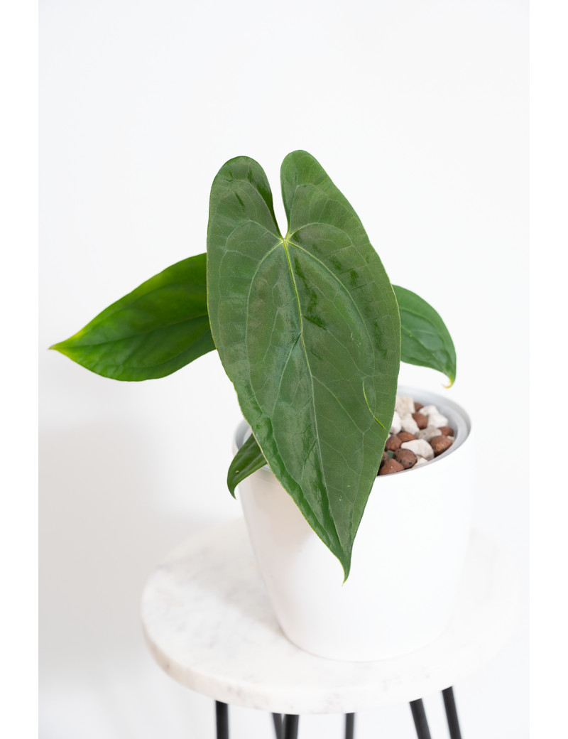 Anthurium nigrolaminum gigante x papillilaminum