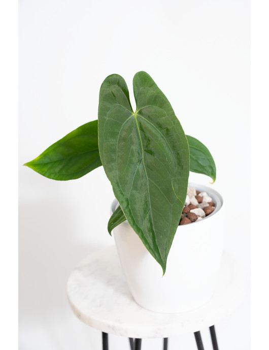 Anthurium nigrolaminum...