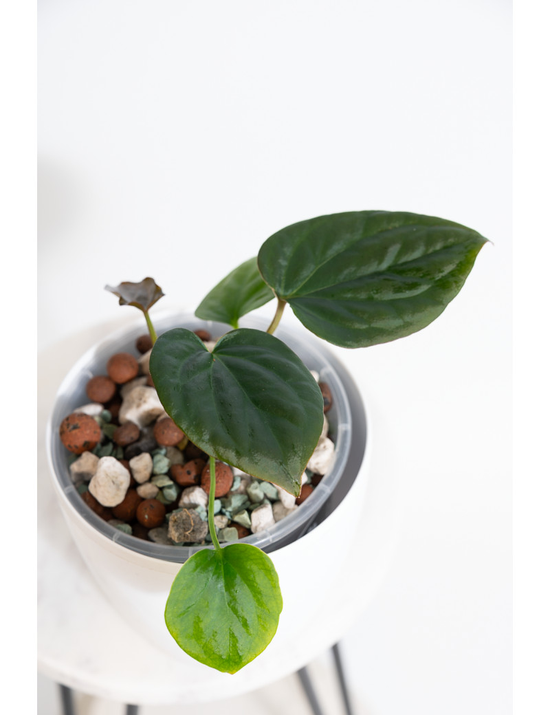 Anthurium sp037 x crystallinum Oro verde