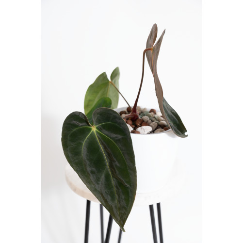 Anthurium papillilaminum x...