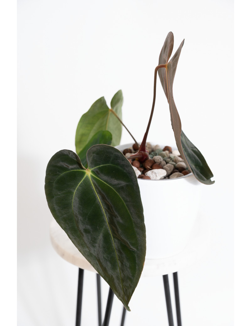 Anthurium papillilaminum x besseae aff