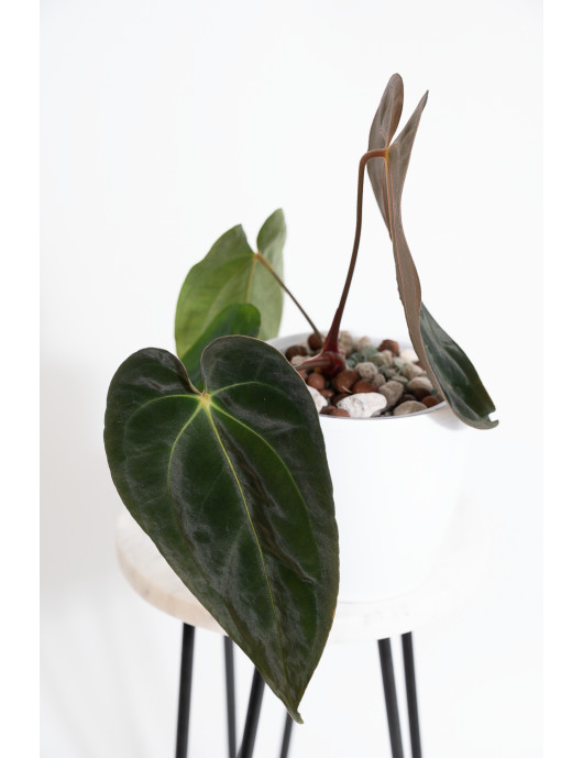 Anthurium papillilaminum x besseae aff
