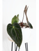 Anthurium papillilaminum x besseae aff