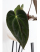 Anthurium papillilaminum x besseae aff