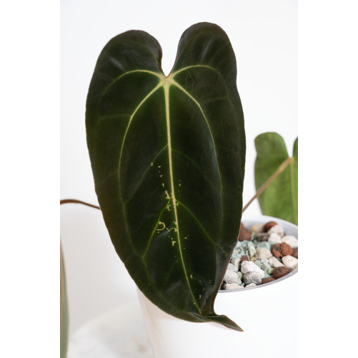 Anthurium papillilaminum x besseae aff
