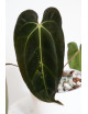 Anthurium papillilaminum x besseae aff