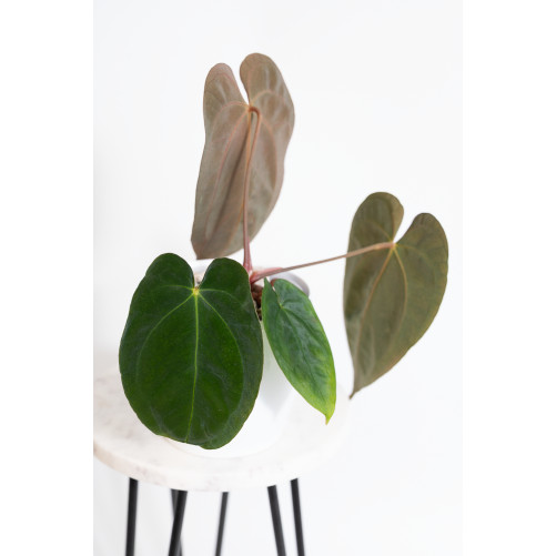 Anthurium papillilaminum x besseae aff